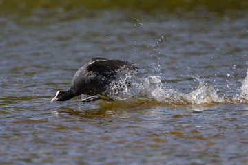 Foulque macroule - Fulica atra - Eurasian Coot