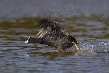 Foulque macroule - Fulica atra - Eurasian Coot