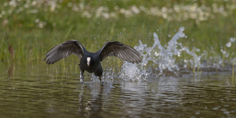 Foulque macroule - Fulica atra - Eurasian Coot