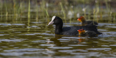 Foulque macroule - Fulica atra - Eurasian Coot