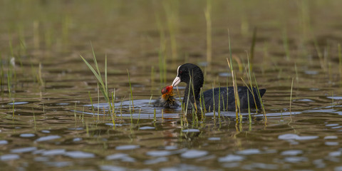 Foulque macroule - Fulica atra - Eurasian Coot