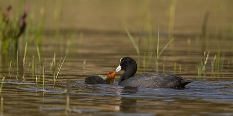 Foulque macroule - Fulica atra - Eurasian Coot