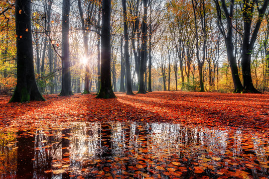 Fototapeta Beautiful morning sunrise in autumn in the Speulder forest in the Netherlands with vibrant colored leaves and reflection in a puddle