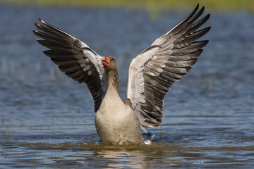 Oie cendrée - Anser anser - Greylag Goose