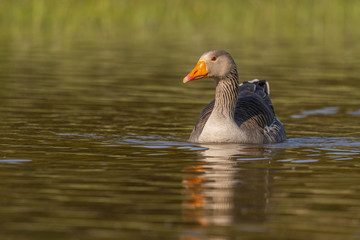 Oie cendrée - Anser anser - Greylag Goose