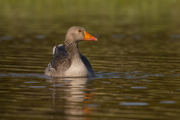 Oie cendrée - Anser anser - Greylag Goose