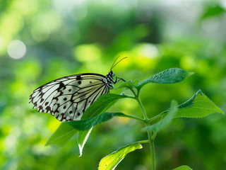 美しく大きな大胡麻斑
