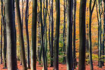 Beautiful dark tree silhouettes at sunrise in the Speulder forest in the Netherlands with vibrant autumn colors