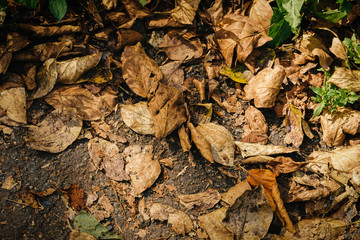 Withered autumn leaves on grass. Selective focus.