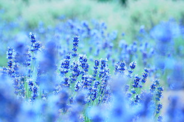 ラベンダー畑,  Lavender
