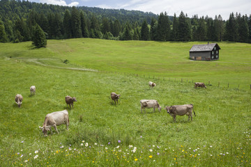 Obraz premium A mountain landcsape with eight brown cows grazing on a meadow