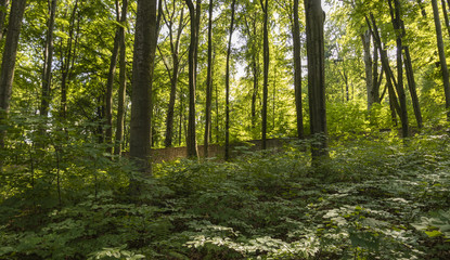 forest at Silver Mountain in Krakow