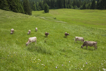Obraz premium A mountain landcsape with eight brown cows grazing on a meadow