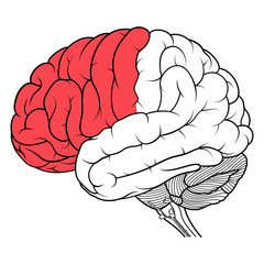 Frontal lobe of human brain anatomy side view flat