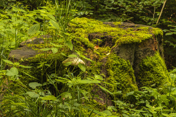 forest at Silver Mountain in Krakow