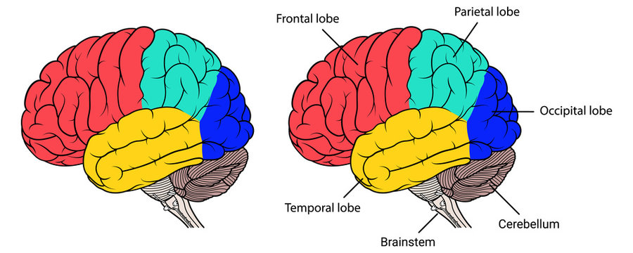 Sections of human brain anatomy side view flat