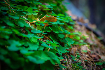 the plants on the stone close