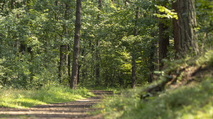 South of Poland. Niepolomice Forest