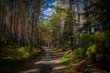 Fototapeta na wymiar road in autumn forest landscape