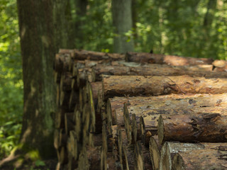 South of Poland. Niepolomice Forest