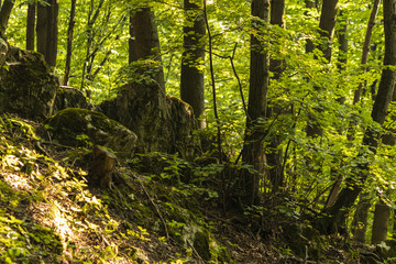 Tyniecki forest near Cracow