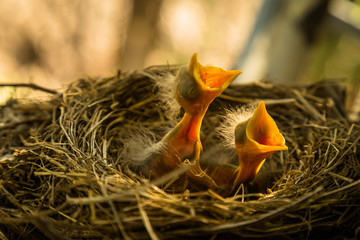 Baby robin in Nest © Max