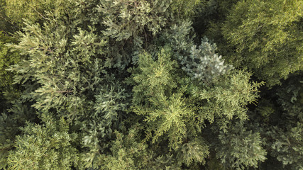 peaks of trees in the forests of southern Poland