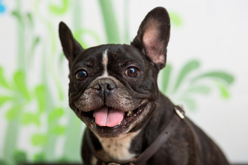 Fototapeta premium French Bulldog dog with sticking out his head close-up portrait