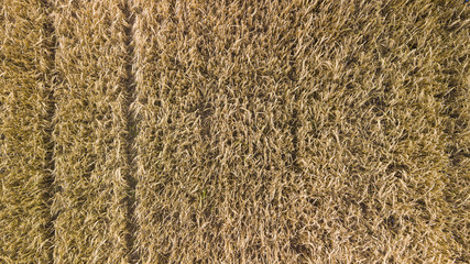 Polish southern forests and arable fields