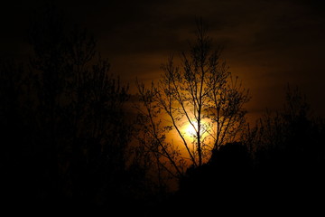 夕日　木　シルエット　逆光