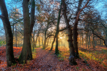 Beautiful forest in autumn in the Netherlands with an amazing sunrise and a mysterious atmosphere