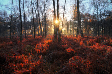 Beautiful mysterious morning sunrise in autumn in a forest in the Netherlands with vibrant red and brown ferns and birch trees