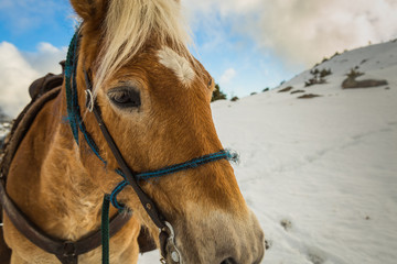 Close up of a horse resting in the mountains 
