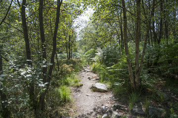 deep in the belgium forest