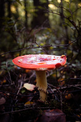 Red fly amanita