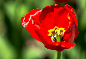 Canada 150 Tulip