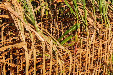 sunburnt and withered corn field