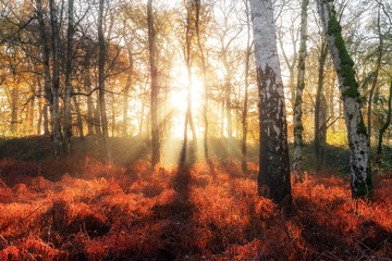 Beautiful mysterious morning sunrise in autumn in a forest in the Netherlands with vibrant red and brown ferns and birch trees