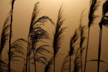 すすき　逆光　シルエット