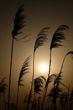 3 0 Best Obi Images Stock Photos Vectors Adobe Stock