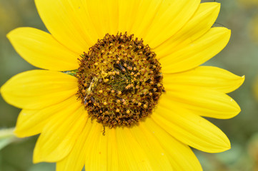 Close up of the center of a large sunflower