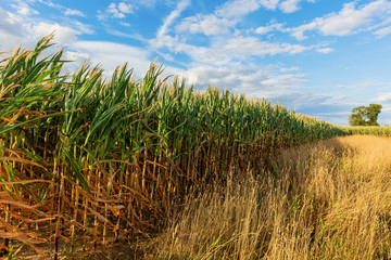country landscape with a corn field