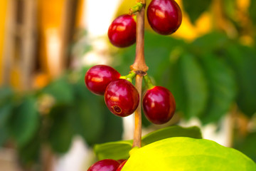 Coffee berries grow on a bush. Photo of coffee fruits on the background of green coffee-tree leaves
