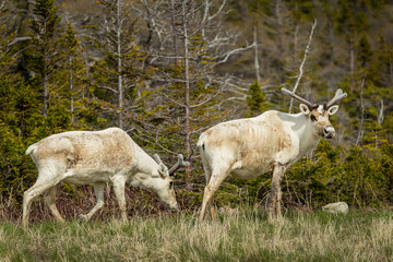 Newfoundland Caribou