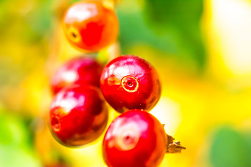 Coffee berries grow on a bush. Photo of coffee fruits on the background of green coffee-tree leaves