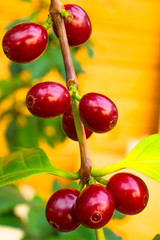 Coffee berries grow on a bush. Photo of coffee fruits on the background of green coffee-tree leaves