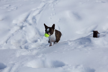 Perro jugando con la pelota en la nieve