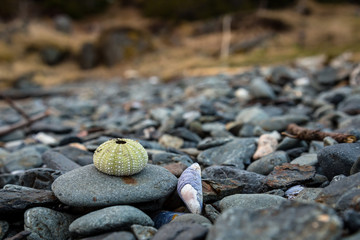 Abandoned sea urchin 