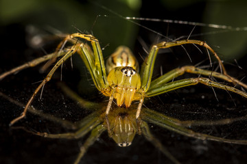 Spider hexagon eyes on black background.