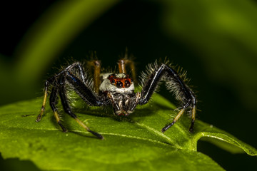 Macro a little spider on green leaf